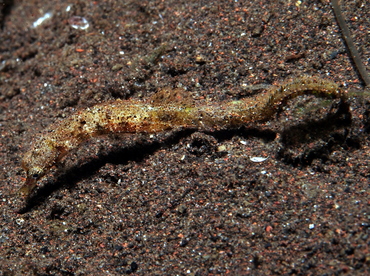 Shortpouch Pygmy Pipehorse - Acentronura tentaculata - Bali, Indonesia