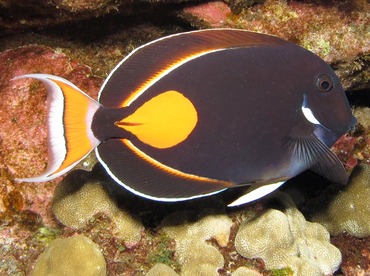 Achilles Tang - Acanthurus achilles - Lanai, Hawaii