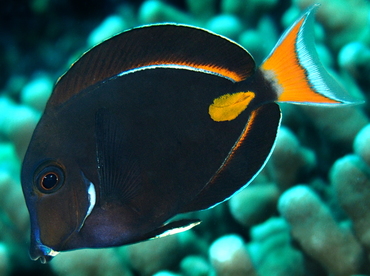 Achilles Tang - Acanthurus achilles - Big Island, Hawaii