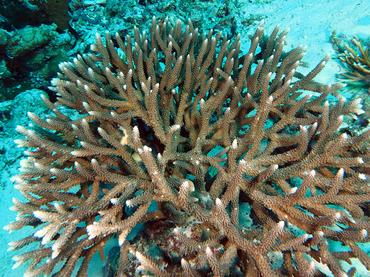 Acropora intermedia - Acropora intermedia - Komodo, Indonesia