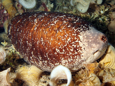 White-Rumped Sea Cucumber - Actinopyga lecanora - Fiji