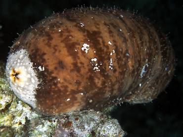 White-Rumped Sea Cucumber - Actinopyga lecanora - Great Barrier Reef, Australia