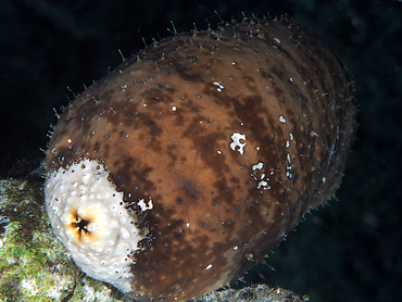 White-Rumped Sea Cucumber - Actinopyga lecanora - Great Barrier Reef, Australia