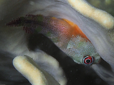 Papillate Clingfish - Acyrtus artius - Bonaire