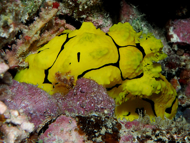 Banana Nudibranch - Aegires minor - Great Barrier Reef, Australia