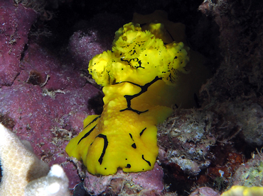 Banana Nudibranch - Aegires minor - Great Barrier Reef, Australia