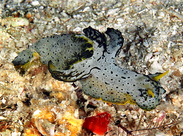 Gray Norse God Nudibranch - Aegires serenae - Palau