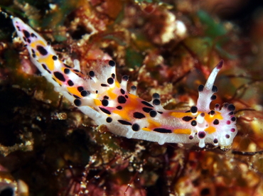 Hairy Norse God - Aegires villosus - Anilao, Philippines