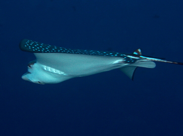 Ocellated Eagle Ray - Aetobatus ocellatus - Palau