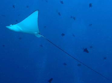 Ocellated Eagle Ray - Aetobatus ocellatus - Palau