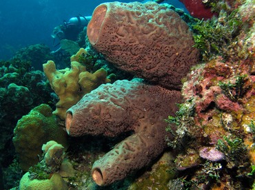 Brain Sponge - Agelas cerebrum - Nassau, Bahamas