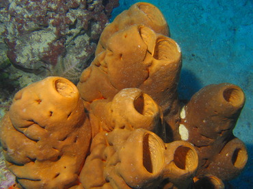 Brain Sponge - Agelas cerebrum - Turks and Caicos