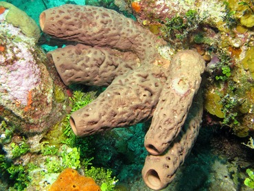 Brain Sponge - Agelas cerebrum - Nassau, Bahamas