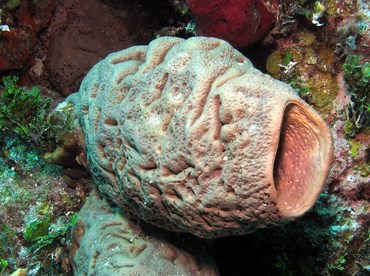Brain Sponge - Agelas cerebrum - Nassau, Bahamas