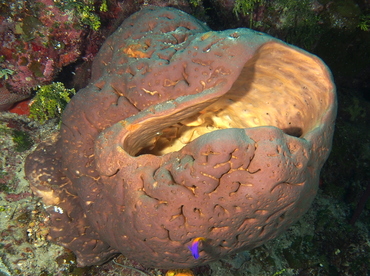 Brain Sponge - Agelas cerebrum - The Exumas, Bahamas