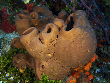 Brain Sponge - Agelas cerebrum - Cozumel, Mexico