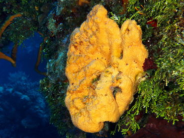 Citron Sponge - Agelas citrina - Cozumel, Mexico