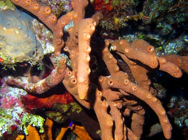 Brown Tube Sponge - Agelas conifera - Turks and Caicos