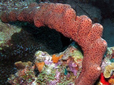 Brown Tube Sponge - Agelas conifera - Bonaire