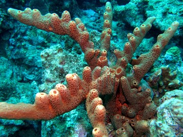 Brown Tube Sponge - Agelas conifera - Bonaire