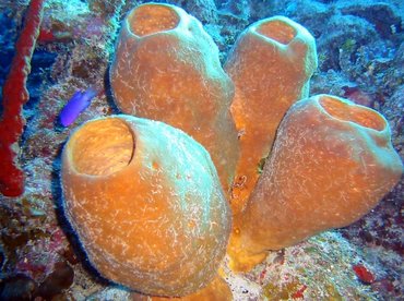 Tubulate Sponge - Agelas tubulata - Little Cayman