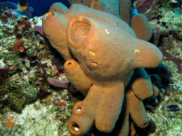 Tubulate Sponge - Agelas tubulata - Cozumel, Mexico