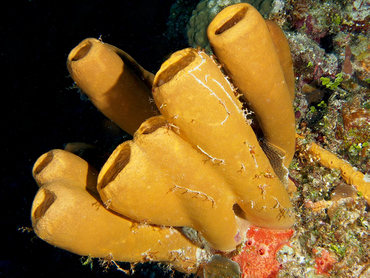 Tubulate Sponge - Agelas tubulata - Cozumel, Mexico