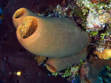 Tubulate Sponge - Agelas tubulata - Cozumel, Mexico