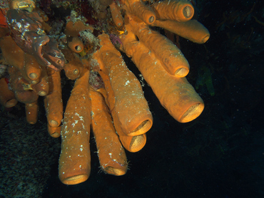 Tubulate Sponge - Agelas tubulata - Cozumel, Mexico