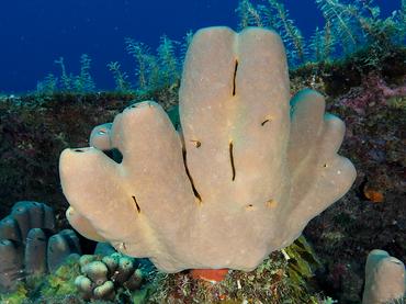 Tubulate Sponge - Agelas tubulata - British Virgin Islands