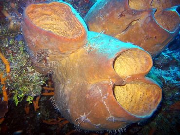 Tubulate Sponge - Agelas tubulata - Cozumel, Mexico