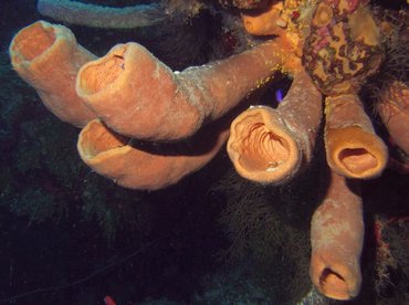 Tubulate Sponge - Agelas tubulata - Roatan, Honduras