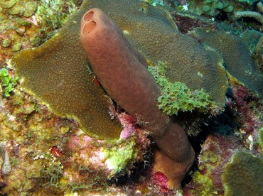 Tubulate Sponge - Agelas tubulata - Belize