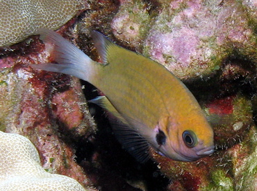 Agile Chromis - Chromis agilis - Lanai, Hawaii