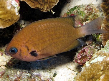 Agile Chromis - Chromis agilis - Maui, Hawaii