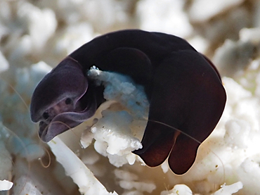 Black Aglaja - Nakamigawaia felis - Cozumel, Mexico