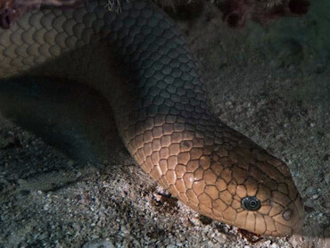 Olive Sea Snake - Aipysurus laevis - Great Barrier Reef, Australia