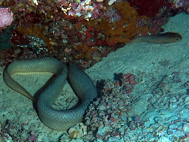 Olive Sea Snake - Aipysurus laevis - Great Barrier Reef, Australia