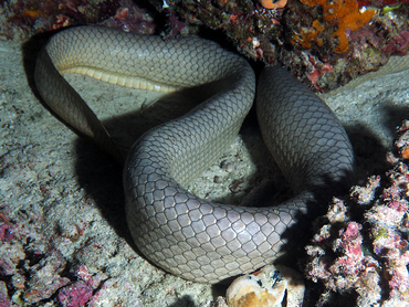 Olive Sea Snake - Aipysurus laevis - Great Barrier Reef, Australia
