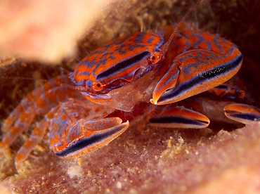 Aliaporcellana spongicola - Aliaporcellana spongicola - Anilao, Philippines