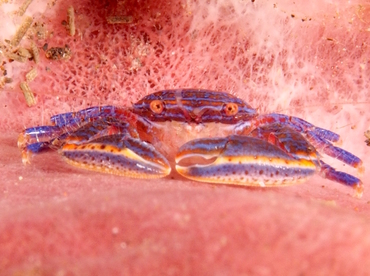 Aliaporcellana spongicola - Aliaporcellana spongicola - Bali, Indonesia