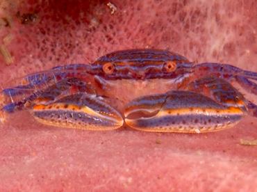 Aliaporcellana spongicola - Aliaporcellana spongicola - Bali, Indonesia