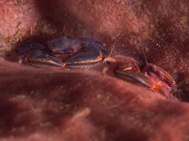 Aliaporcellana spongicola - Aliaporcellana spongicola - Bali, Indonesia