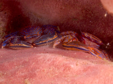 Aliaporcellana spongicola - Aliaporcellana spongicola - Bali, Indonesia