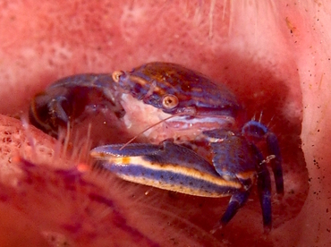 Aliaporcellana spongicola - Aliaporcellana spongicola - Bali, Indonesia