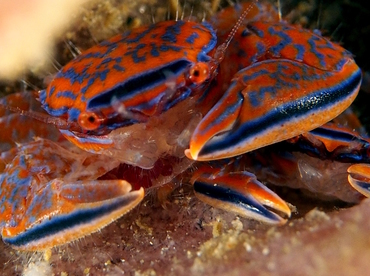 Aliaporcellana spongicola - Aliaporcellana spongicola - Anilao, Philippines