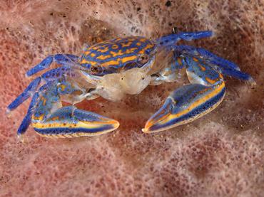 Barrel Sponge Porcelain Crab - Aliaporcellana spongicola - Bali, Indonesia