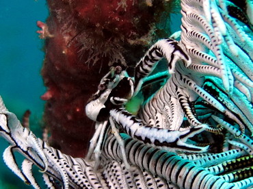 Elegant Crinoid Squat Lobster - Allogalathea elegans - Dumaguete, Philippines