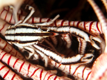 Elegant Crinoid Squat Lobster - Allogalathea elegans - Lembeh Strait, Indonesia