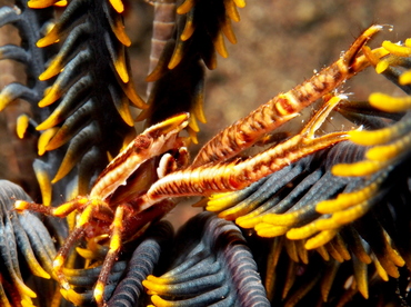 Elegant Crinoid Squat Lobster - Allogalathea elegans - Bali, Indonesia